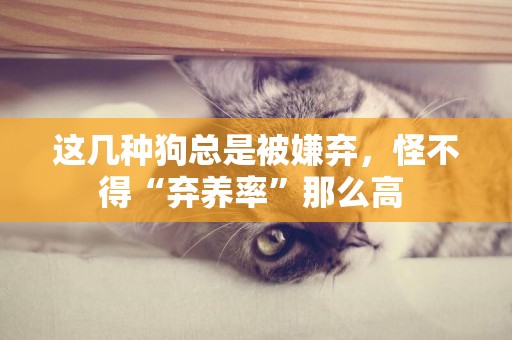 這幾種狗總是被嫌棄，怪不得“棄養率”那么高 