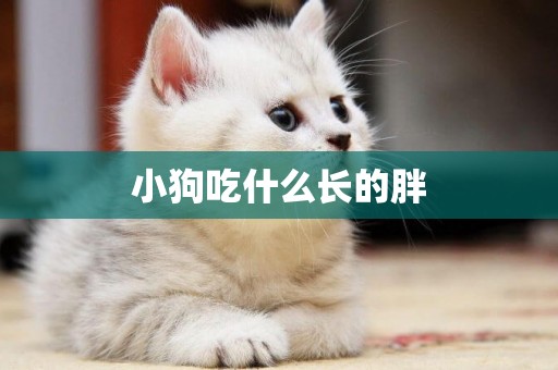 小狗吃什么長的胖