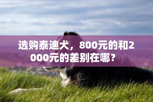 選購泰迪犬，800元的和2000元的差別在哪？ 