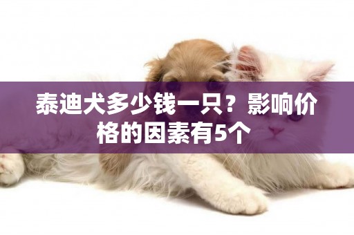 泰迪犬多少錢一只？影響價格的因素有5個 