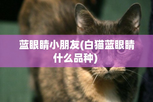 藍眼睛小朋友(白貓藍眼睛什么品種) 