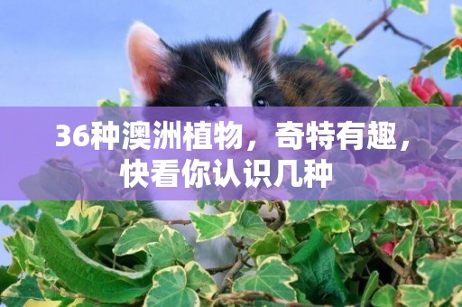 36種澳洲植物，奇特有趣，快看你認識幾種 