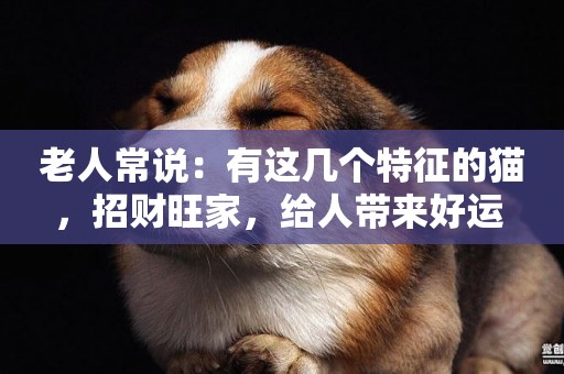 老人常說：有這幾個特征的貓，招財旺家，給人帶來好運 