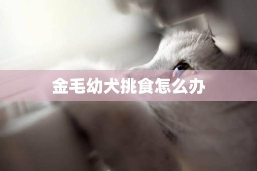 金毛幼犬挑食怎么辦