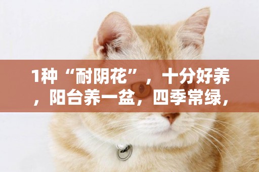 1種“耐陰花”，十分好養，陽臺養一盆，四季常綠，可賞300天 