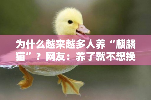 為什么越來越多人養“麒麟貓”？網友：養了就不想換貓了 