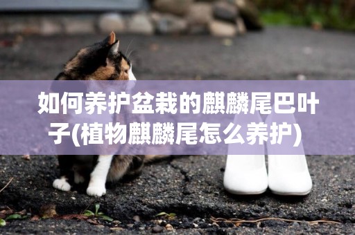 如何養護盆栽的麒麟尾巴葉子(植物麒麟尾怎么養護) 
