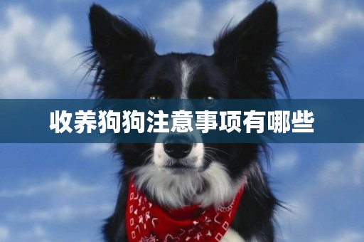 收養狗狗注意事項有哪些