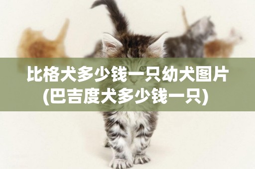 比格犬多少錢一只幼犬圖片(巴吉度犬多少錢一只) 