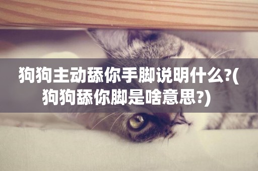 狗狗主動舔你手腳說明什么?(狗狗舔你腳是啥意思?) 