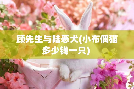 顧先生與陸惡犬(小布偶貓多少錢一只) 