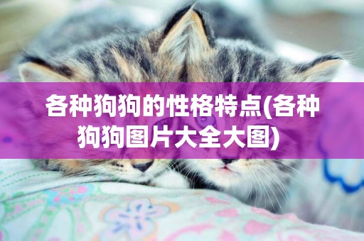 各種狗狗的性格特點(各種狗狗圖片大全大圖) 
