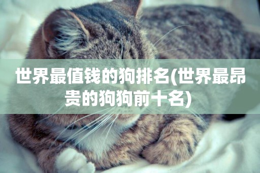 世界最值錢的狗排名(世界最昂貴的狗狗前十名) 