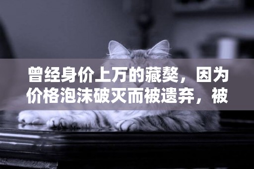 曾經身價上萬的藏獒，因為價格泡沫破滅而被遺棄，被迫在高原流浪 