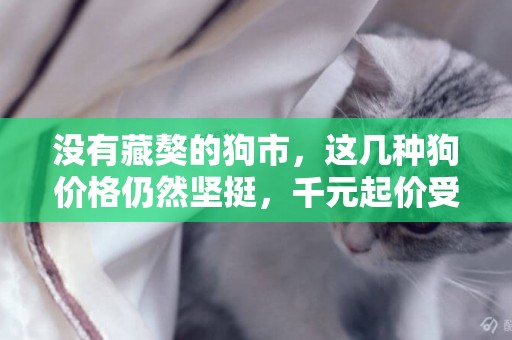 沒有藏獒的狗市，這幾種狗價格仍然堅挺，千元起價受歡迎 