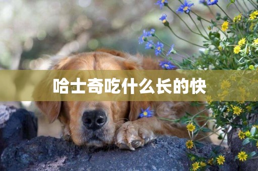 哈士奇吃什么長的快