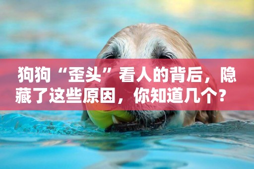狗狗“歪頭”看人的背后，隱藏了這些原因，你知道幾個？ 