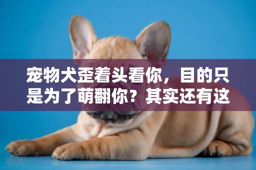 寵物犬歪著頭看你，目的只是為了萌翻你？其實還有這些幾個原因 