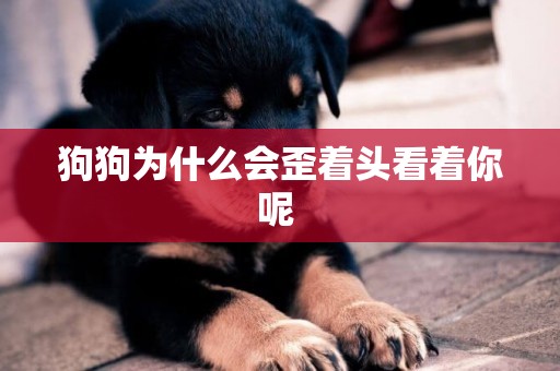 狗狗為什么會歪著頭看著你呢 