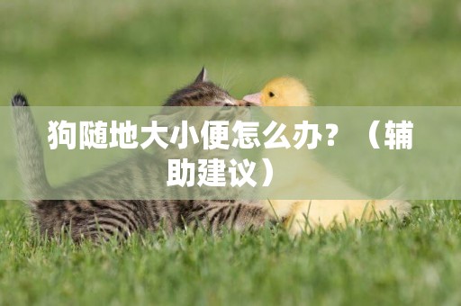 狗隨地大小便怎么辦？（輔助建議） 