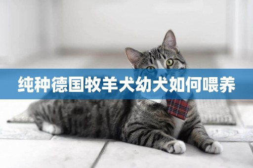 純種德國牧羊犬幼犬如何喂養