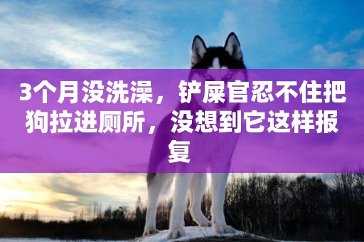 3個月沒洗澡，鏟屎官忍不住把狗拉進廁所，沒想到它這樣報復 