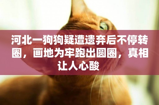 河北一狗狗疑遭遺棄后不停轉圈，畫地為牢跑出圓圈，真相讓人心酸 