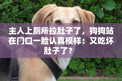 主人上廁所拉肚子了，狗狗站在門口一臉認真模樣：又吃壞肚子了？ 