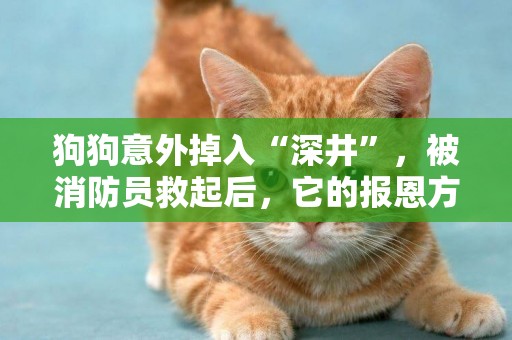狗狗意外掉入“深井”，被消防員救起后，它的報恩方式令人感動 