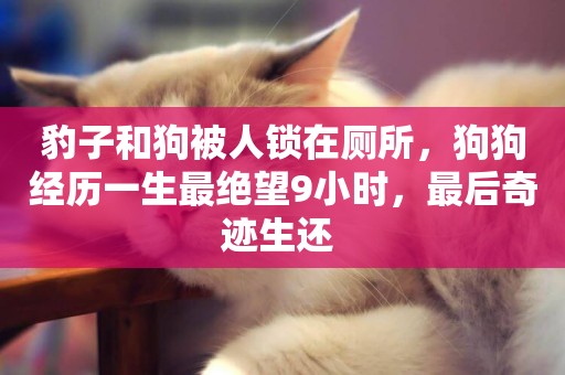 豹子和狗被人鎖在廁所，狗狗經歷一生最絕望9小時，最后奇跡生還 