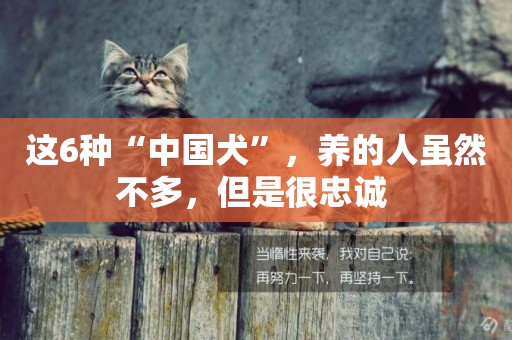 這6種“中國犬”，養的人雖然不多，但是很忠誠 