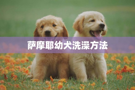 薩摩耶幼犬洗澡方法