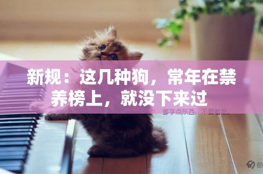 新規：這幾種狗，常年在禁養榜上，就沒下來過 