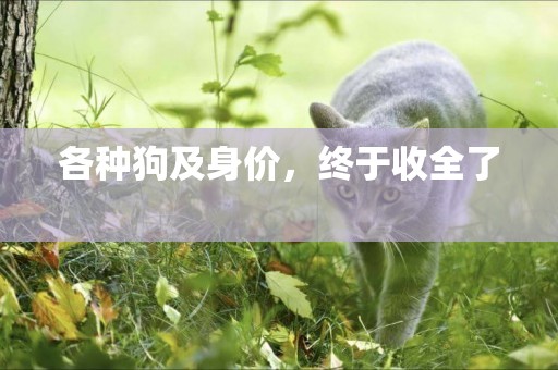 各種狗及身價，終于收全了 