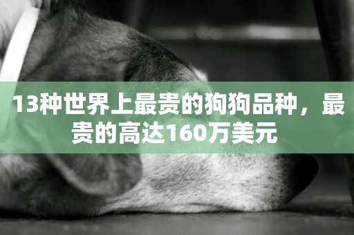 13種世界上最貴的狗狗品種，最貴的高達160萬美元 