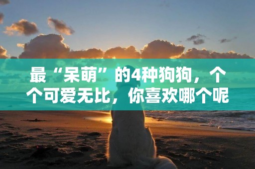 最“呆萌”的4種狗狗，個個可愛無比，你喜歡哪個呢？ 