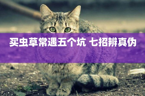 買蟲草常遇五個坑 七招辨真偽 