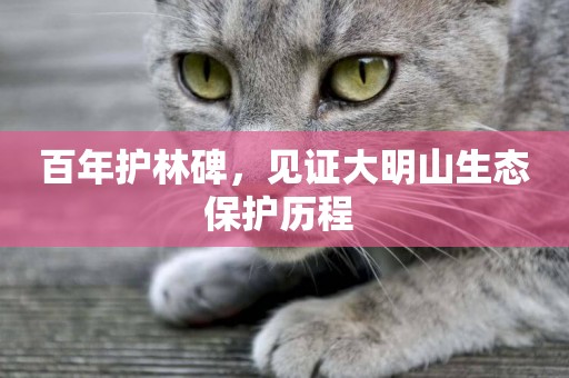 百年護林碑，見證大明山生態保護歷程 