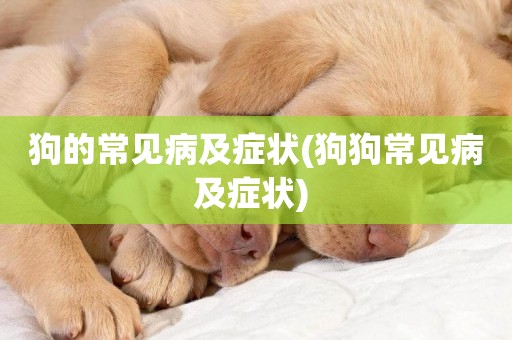 狗的常見病及癥狀(狗狗常見病及癥狀) 