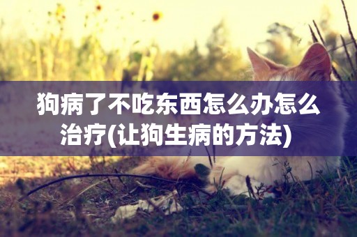 狗病了不吃東西怎么辦怎么治療(讓狗生病的方法) 
