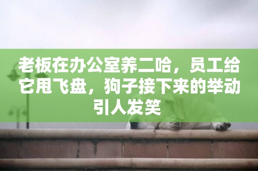 老板在辦公室養二哈，員工給它甩飛盤，狗子接下來的舉動引人發笑 
