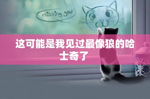 這可能是我見過最像狼的哈士奇了 