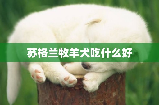 蘇格蘭牧羊犬吃什么好