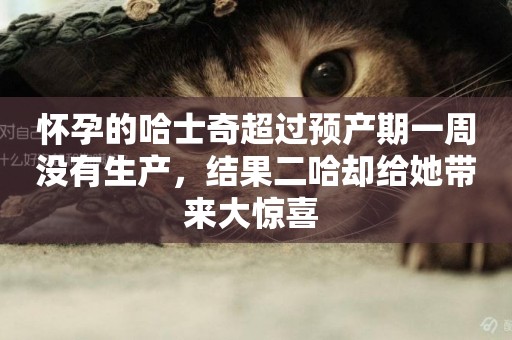 懷孕的哈士奇超過預產期一周沒有生產，結果二哈卻給她帶來大驚喜 