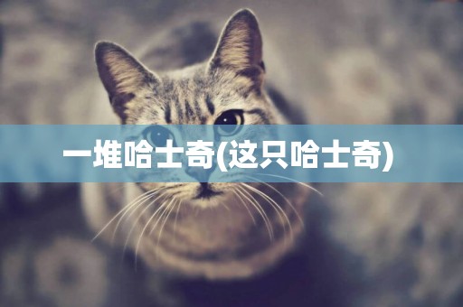 一堆哈士奇(這只哈士奇) 