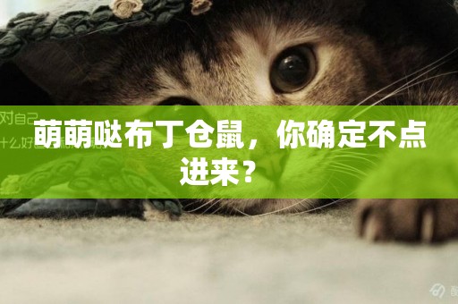 萌萌噠布丁倉鼠，你確定不點進來？ 