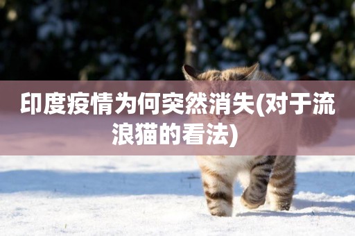 印度疫情為何突然消失(對于流浪貓的看法) 