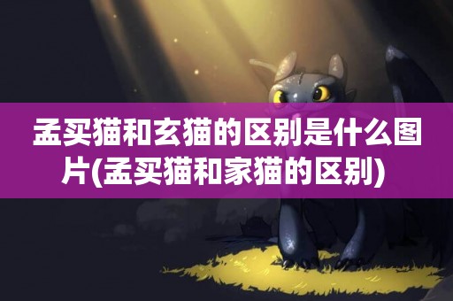 孟買貓和玄貓的區別是什么圖片(孟買貓和家貓的區別) 