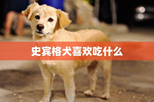 史賓格犬喜歡吃什么