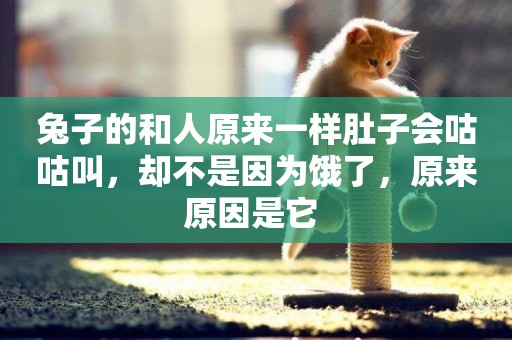 兔子的和人原來一樣肚子會咕咕叫，卻不是因為餓了，原來原因是它 